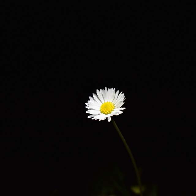 Weather Photos in Flower. Weather forecasts with beautiful photos by hejpetrpepa