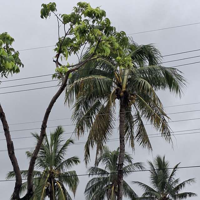 Dog. Weather forecasts with beautiful photos by Wen-ya Huang Photos in Kaohsiung City