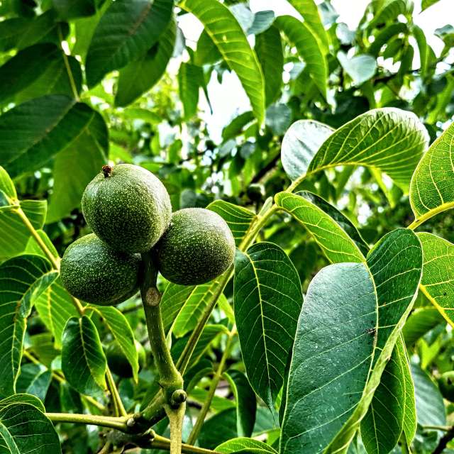 Bird. Weather forecasts with beautiful photos by Wiesiek Photos in Gdansk