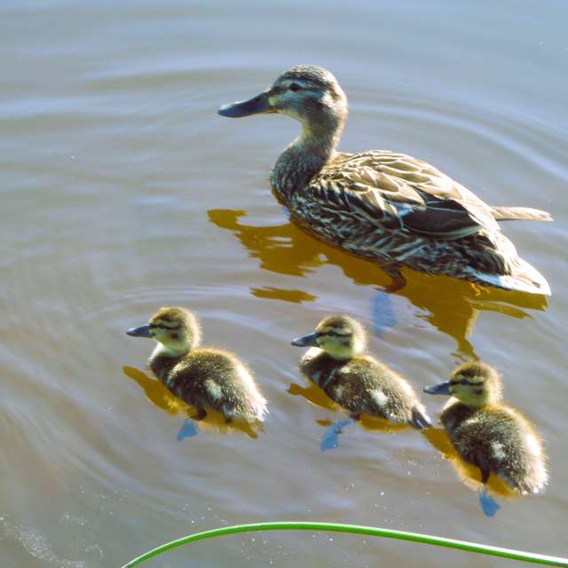 Pond. Weather forecasts with beautiful photos by AlmaGenute53 Photos in Lithuania