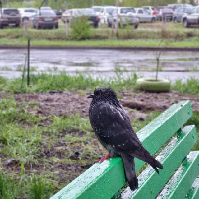 Pronósticos del tiempo con hermosas fotos de Fox_1900