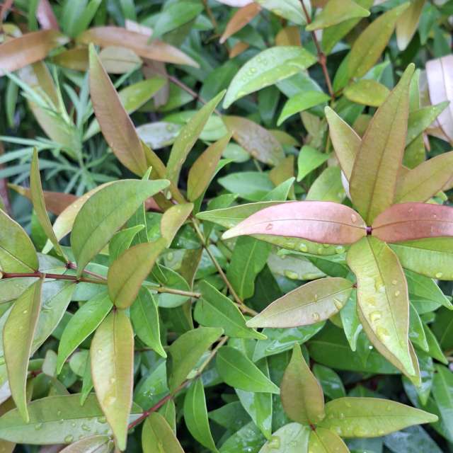 Dog. Weather forecasts with beautiful photos by Wen-ya Huang Photos in Kaohsiung City