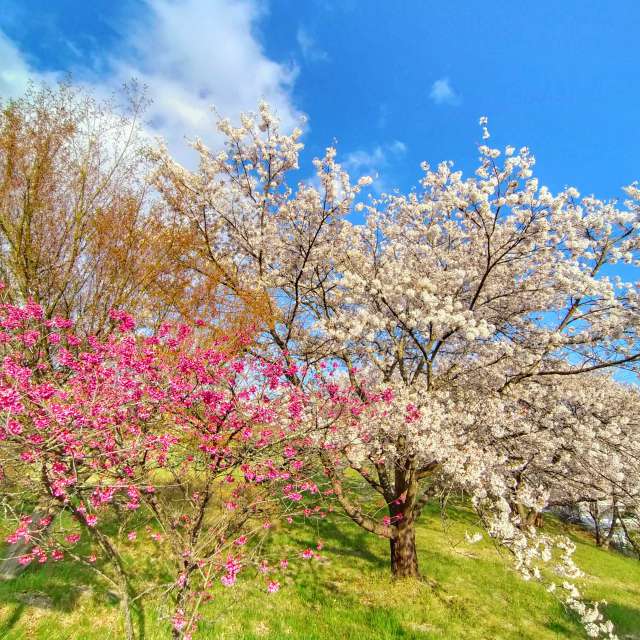 Weather. Weather forecasts with beautiful photos by Kasumisou Photos in Saku-shi