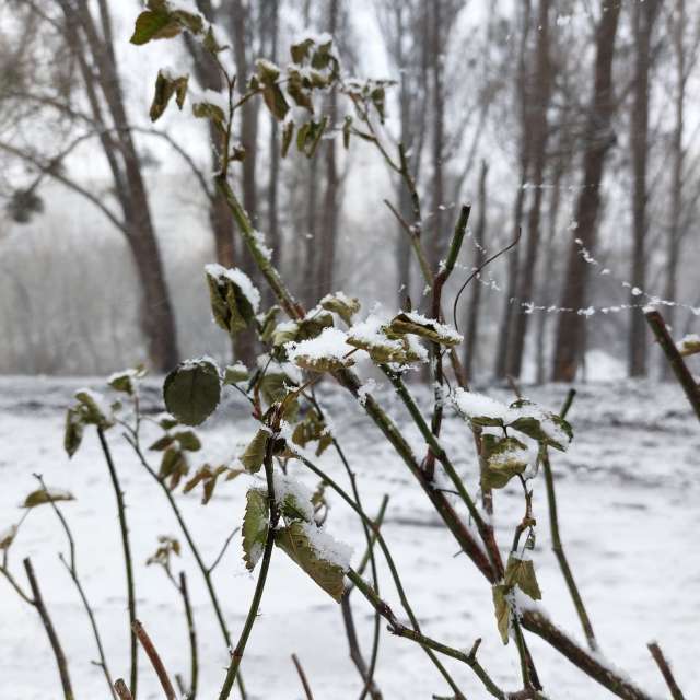 Fluffy. Weather forecasts with beautiful photos by Iryna Photos in Kharkiv