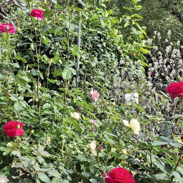 Garden. Weather forecasts with beautiful photos by Wen-ya Huang Photos in World