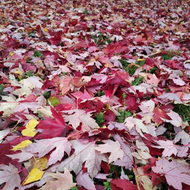 Fotos Grama. Previsões do tempo com lindas fotos de drollted em Česká Třebová