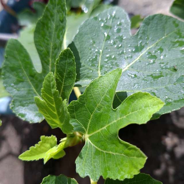 Fotos Cercado. Previsões do tempo com lindas fotos de Wen-ya Huang em Kaohsiung City