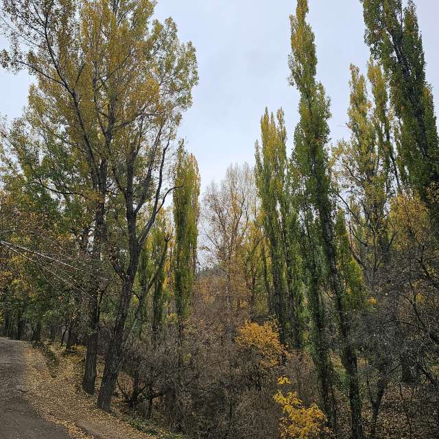 Fotos Lado. Previsões do tempo com lindas fotos de Chizh em Almaty