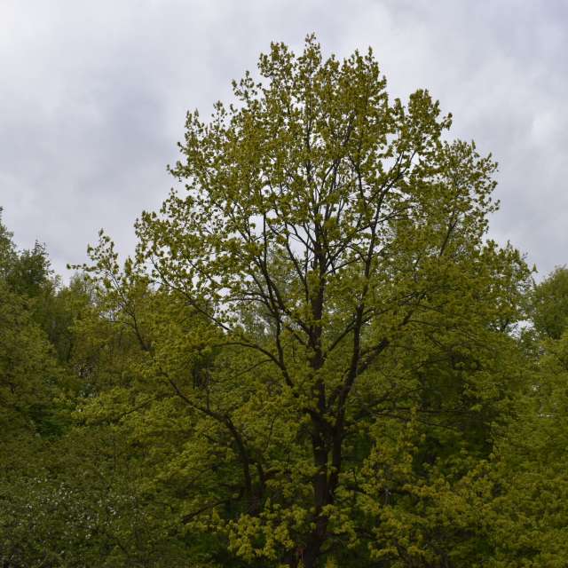 Giraffe. Weather forecasts with beautiful photos by Amanda_and_Valdemar_Che Photos in Izmaylovo District