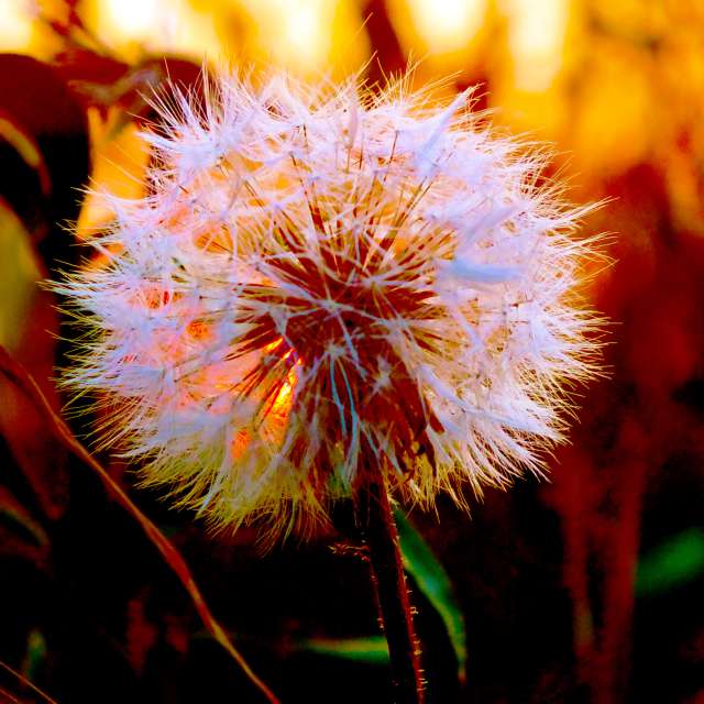 Sereďの植物. Miloš_SKの美しい写真による天気予報の写真