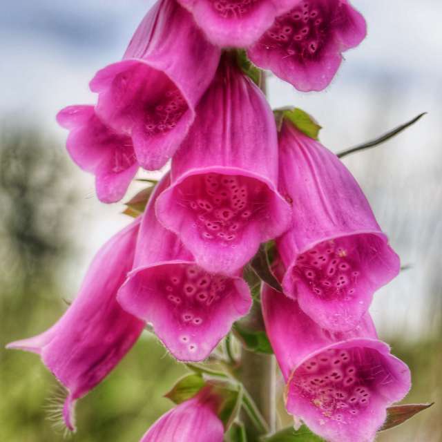 Weather forecasts with beautiful photos by Mausbär