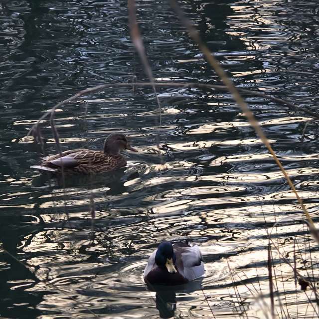 Helaの美しい写真による天気予報