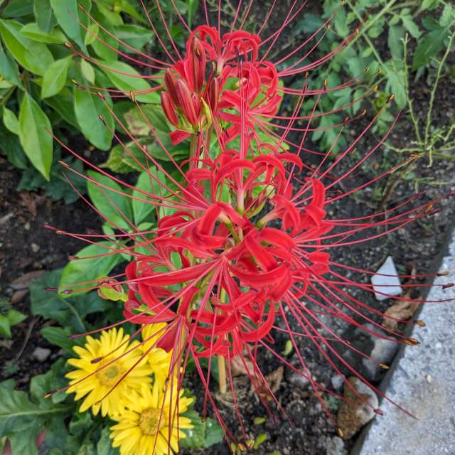 Fotos Gato. Previsões do tempo com lindas fotos de あさのジジ em Okayama