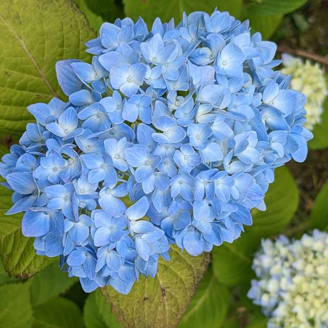 Fotos Fruta. Previsões do tempo com lindas fotos de あさのジジ em Okayama