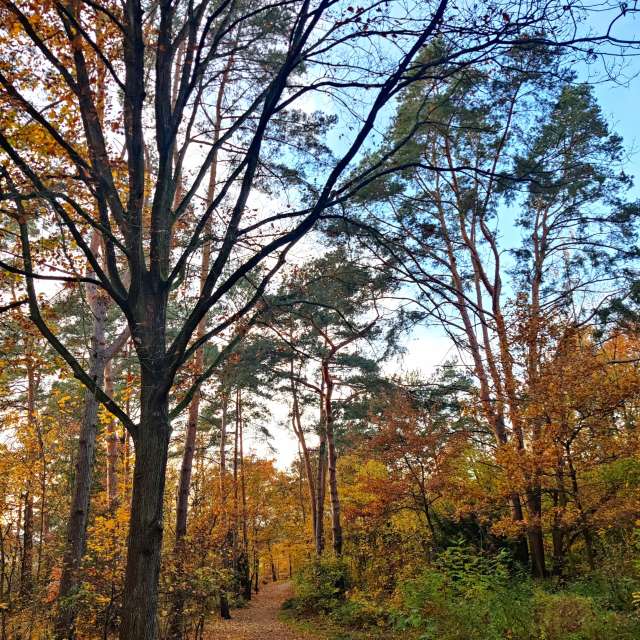 Forest. Weather forecasts with beautiful photos by Zorrra Photos in Kladow