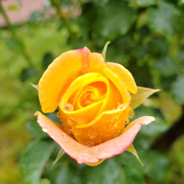 Fotos del Rosa. Pronósticos del tiempo con hermosas fotos de Albert_Smelovtsev en Roza Khutor