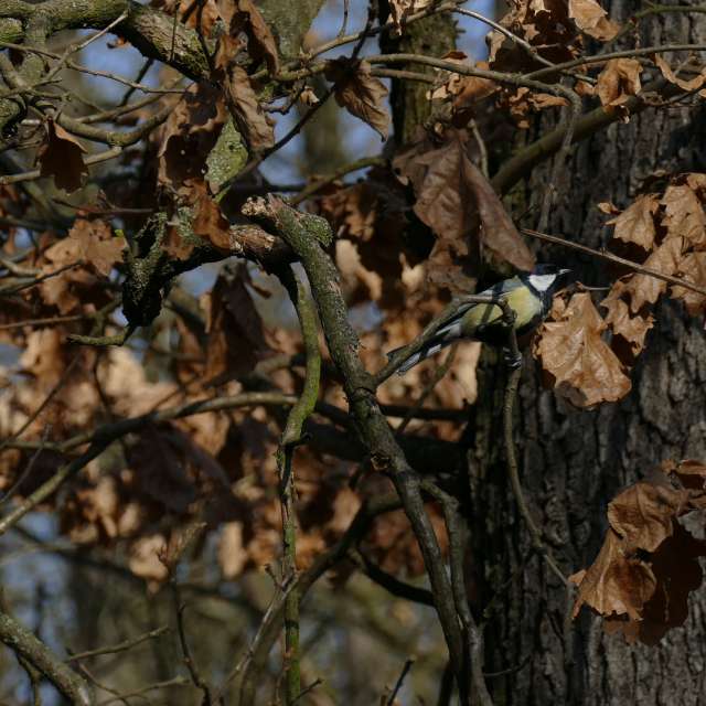 Fotos Plantar. Previsões do tempo com lindas fotos de Vasek325 em Praha 4