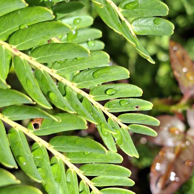 Green. Weather forecasts with beautiful photos by Yvonne Huang Photos in World