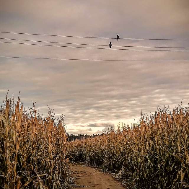 Pronósticos del tiempo con hermosas fotos de fruta