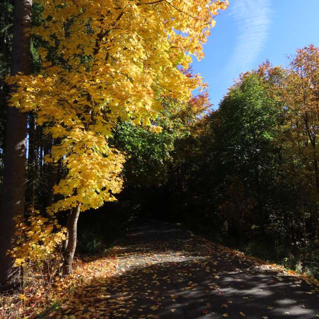 天气预报，带Sviatoslav精美的照片