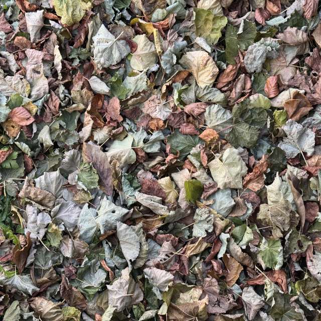 Photos Arbre. Prévisions météo avec de superbes photos de SwissEloi de Delémont