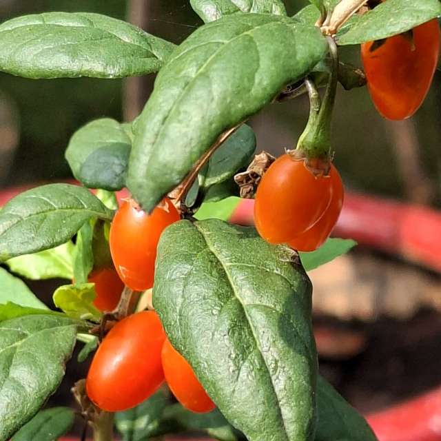 Oranges. Weather forecasts with beautiful photos by Wen-ya Huang Photos in Kaohsiung City