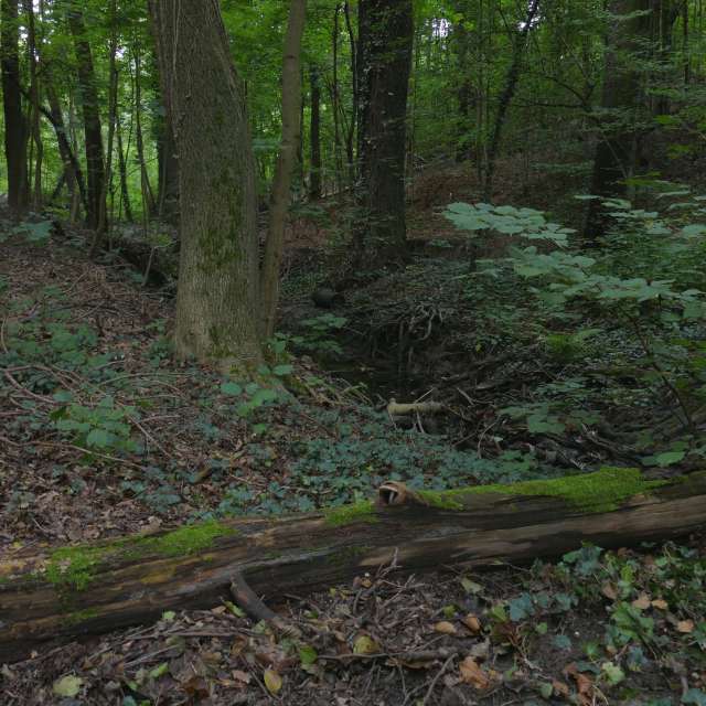 Fotos Plantar. Previsões do tempo com lindas fotos de Vasek325 em Praha 4