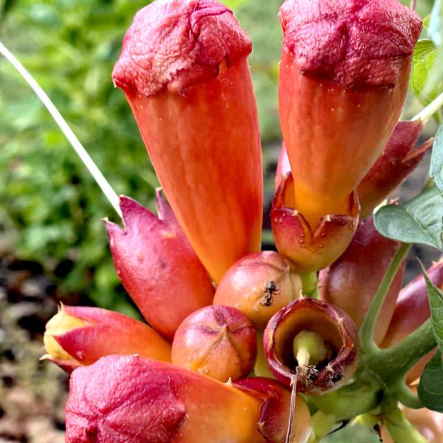 Previsões do tempo com lindas fotos de Igor-65