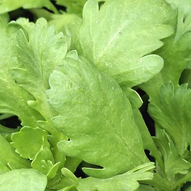 Lettuce. Weather forecasts with beautiful photos by Wen-ya Huang Photos in Kaohsiung City