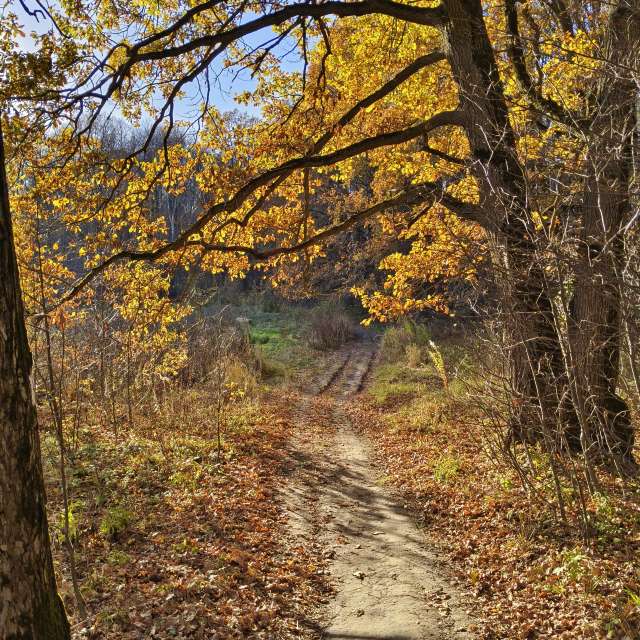 Wooded. Weather forecasts with beautiful photos by Aleksei Photos in Tula