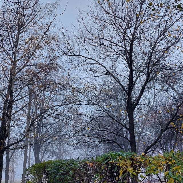 Acacia. Weather forecasts with beautiful photos by Iryna Photos in Kharkiv