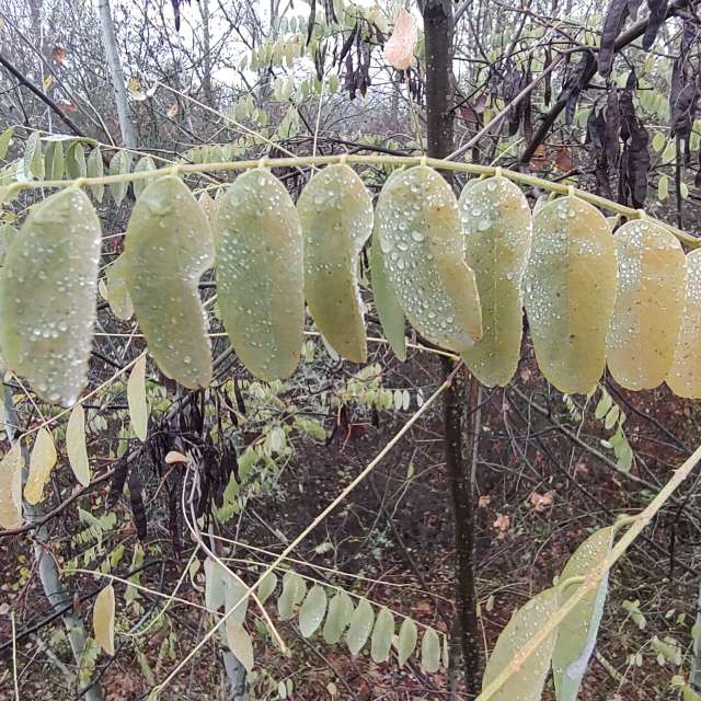 Previsões do tempo com lindas fotos de drollted
