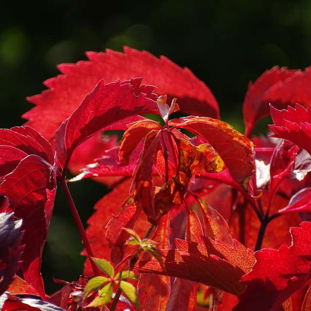 Vase. Weather forecasts with beautiful photos by Михаил Гавриков Photos in Kharkiv