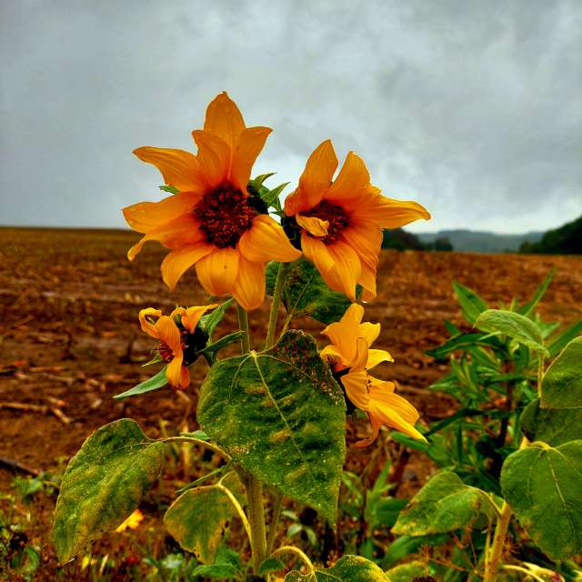 Wooden. Weather forecasts with beautiful photos by Lotti5507 Photos in Stockum