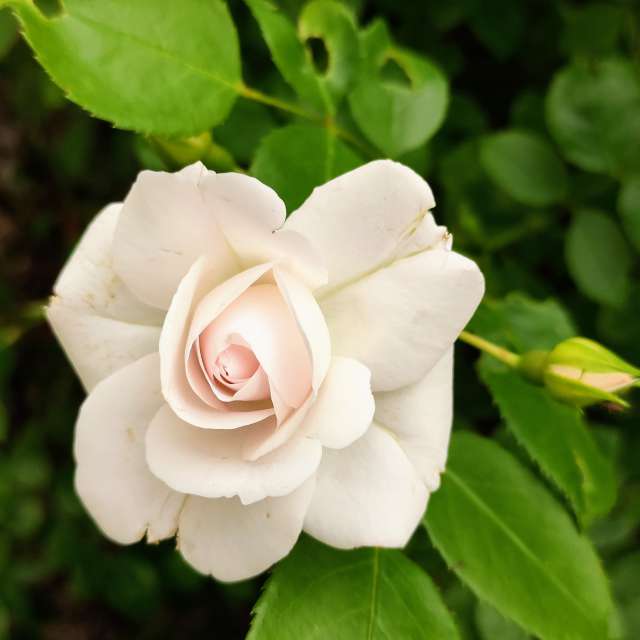 Tisch. Wettervorhersagen mit schönen Fotos von Kripo Fotos Niederösterreich