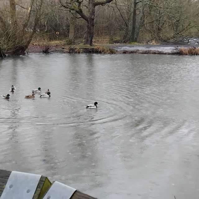 天气预报，带Lea71精美的照片