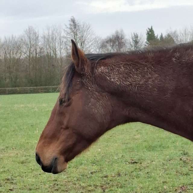 Previsões do tempo com lindas fotos de Lolli