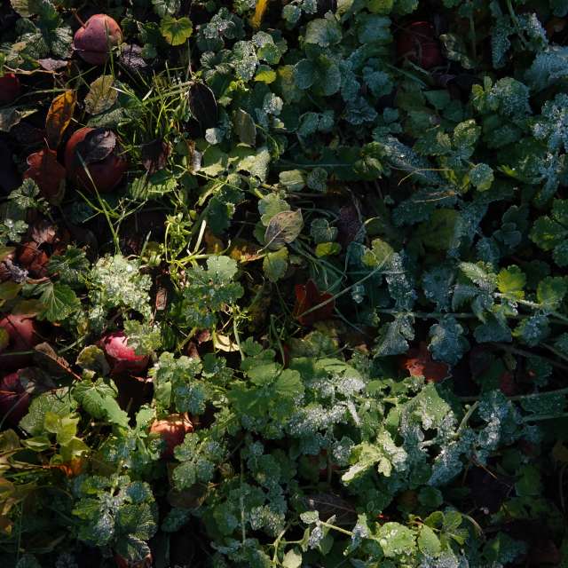 Previsões do tempo com lindas fotos de Vasek325