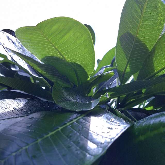 Innen. Wettervorhersagen mit schönen Fotos von Wen-ya Huang Fotos Kaohsiung