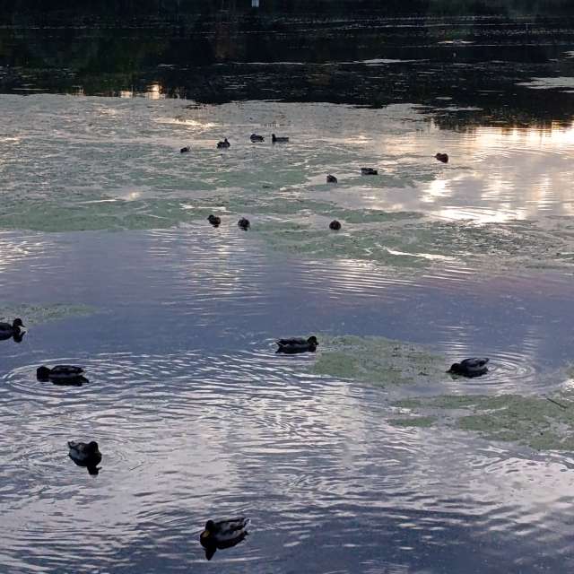 Lena_Glukhovaの美しい写真による天気予報