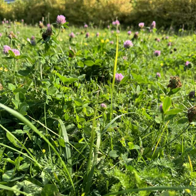 Grass. Weather forecasts with beautiful photos by Svet-Lana Photos in Rīga