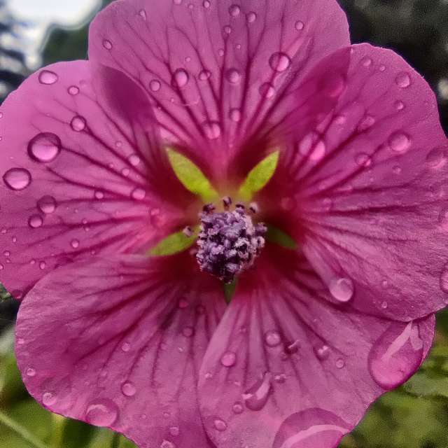 Previsões do tempo com lindas fotos de Zorrra