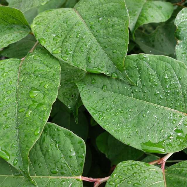 Rain. Weather forecasts with beautiful photos by Iryna Photos in Kharkiv