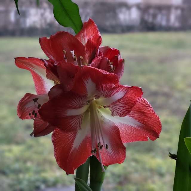 天气预报，带aida-khaldi精美的照片