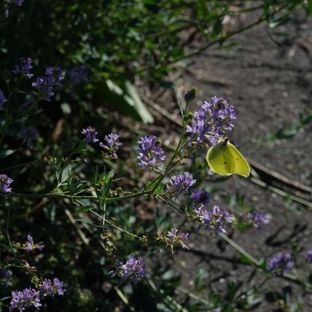 Fotos Flor. Previsões do tempo com lindas fotos de Vasek325 em Praha 12