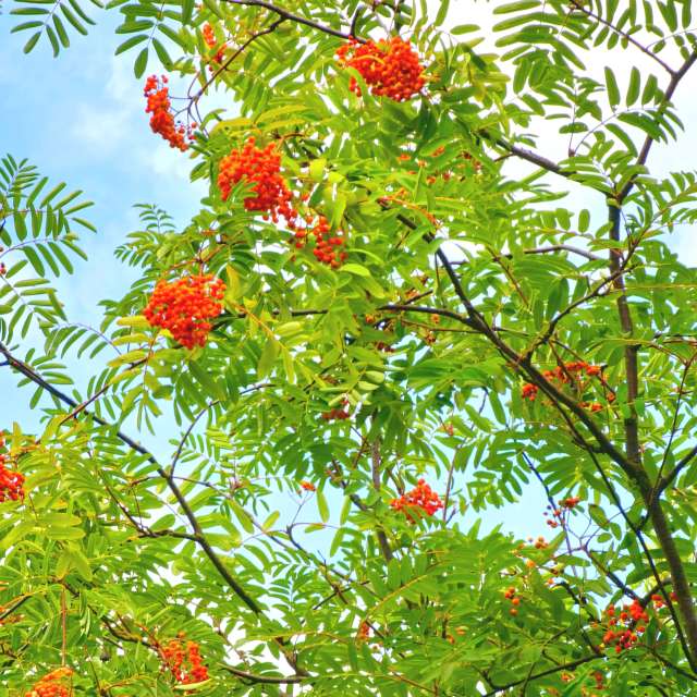 Fotos Palma. Previsões do tempo com lindas fotos de Seni em Velbert