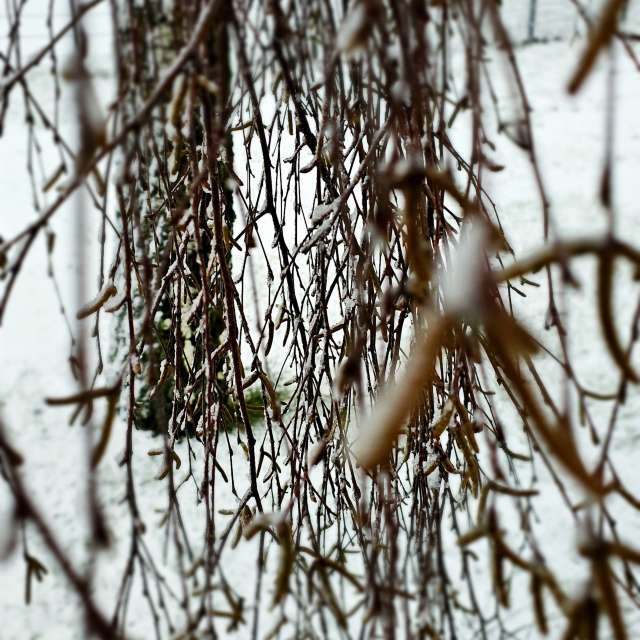 Herd. Weather forecasts with beautiful photos by Seni Photos in Velbert