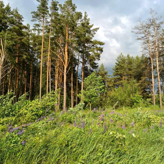 天气预报，带HelenR精美的照片