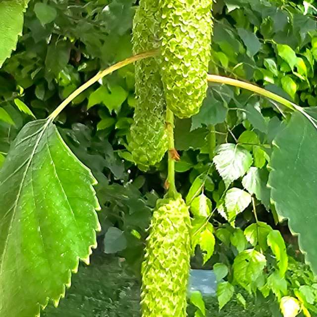 Weather forecasts with beautiful photos by Rosa