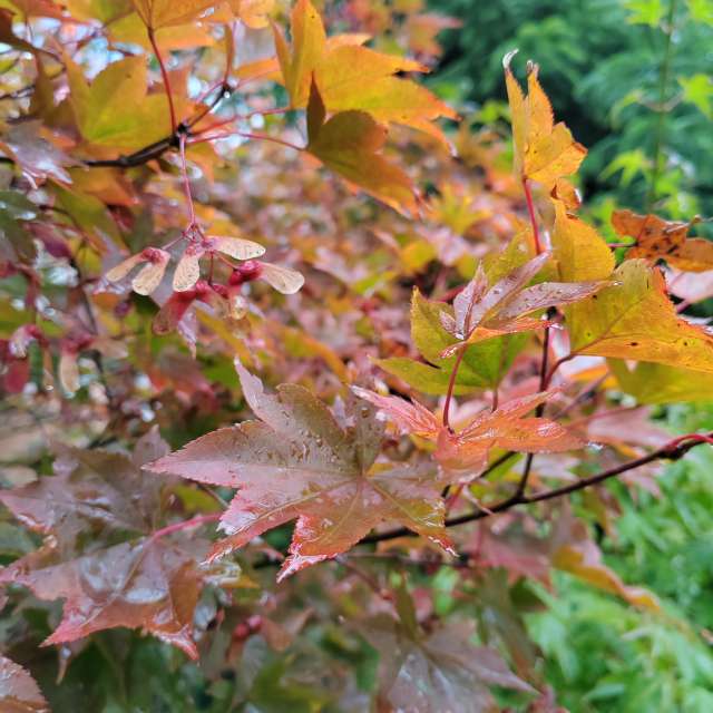 Colorful. Weather forecasts with beautiful photos by Albert_Smelovtsev Photos in Roza Khutor